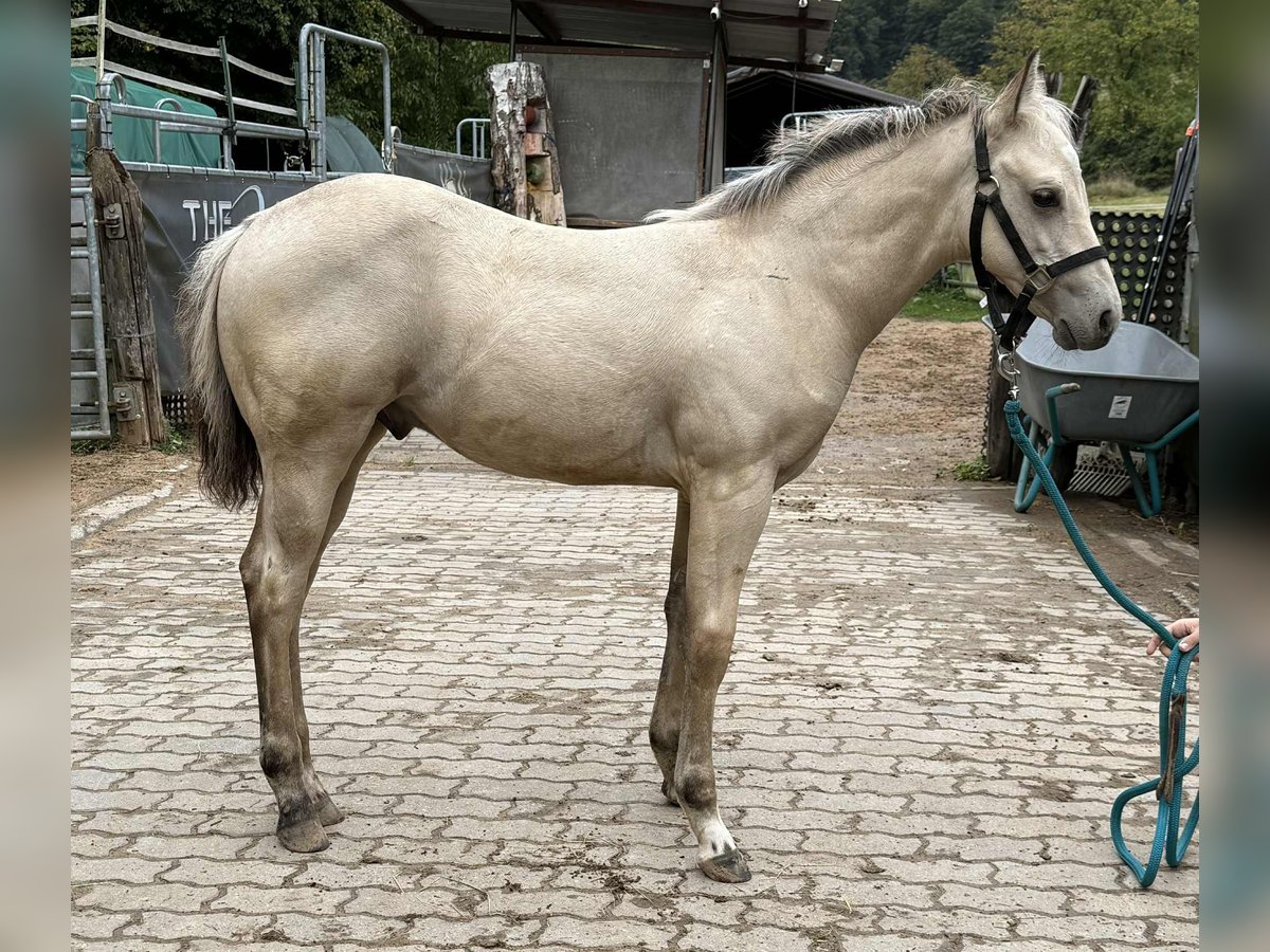 Paint Horse Stallion Foal (05/2025) 14,1 hh Buckskin in Miltenberg