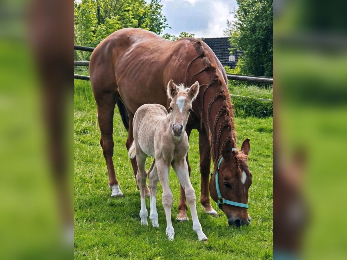 Paint Horse Stallion  14,2 hh Palomino in Essen