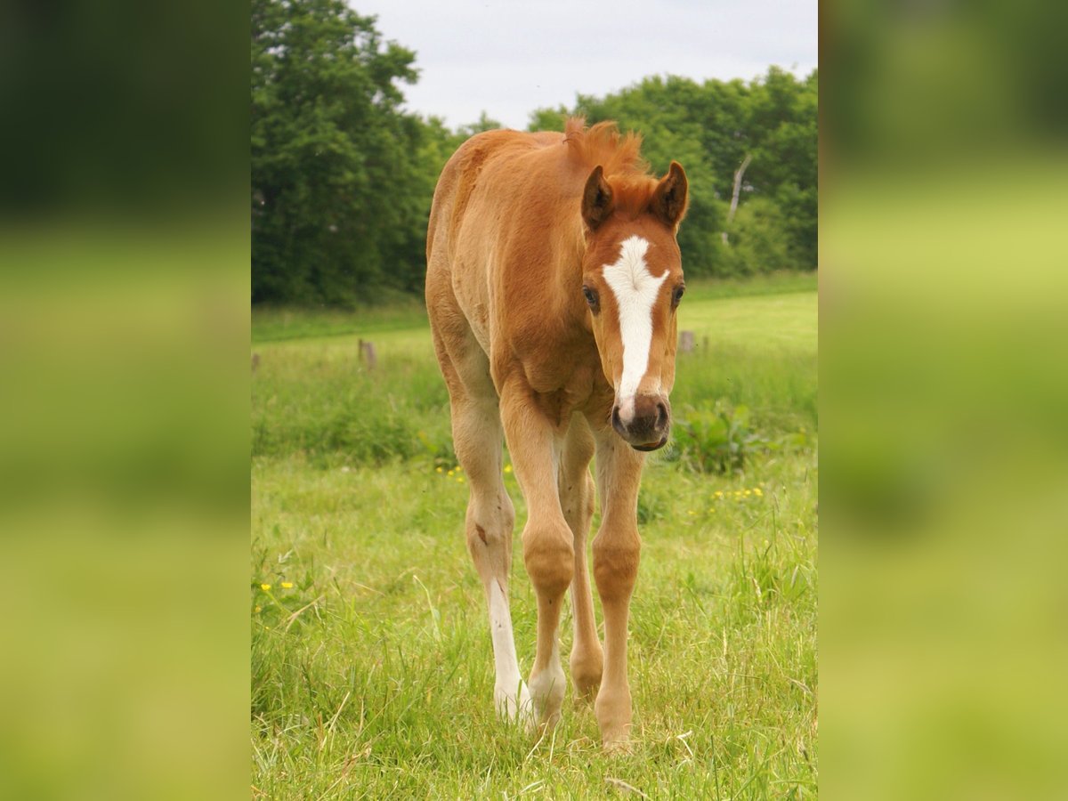 Paint Horse Stallion  14,3 hh Chestnut-Red in Velpke