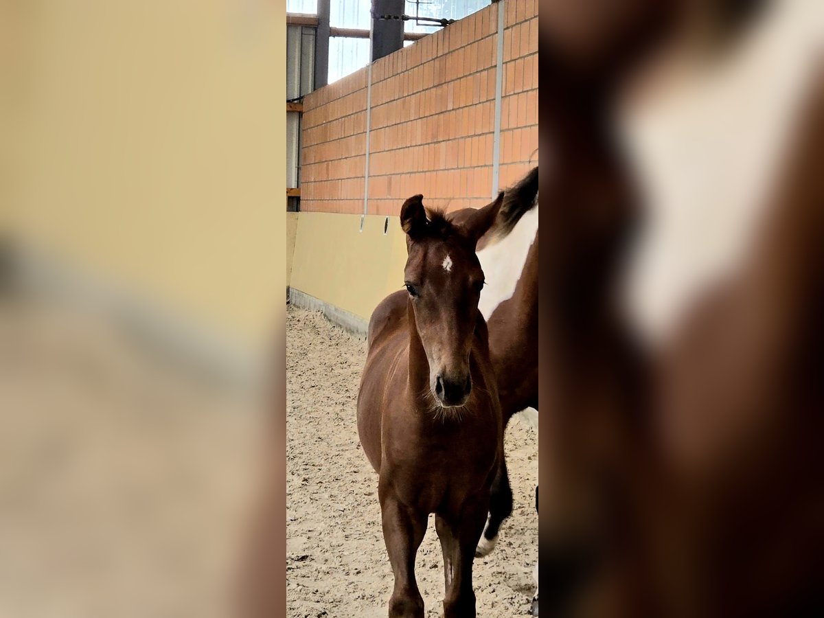 Paint Horse Stallion Foal (05/2025) 14,3 hh Chestnut in Wildeshausen