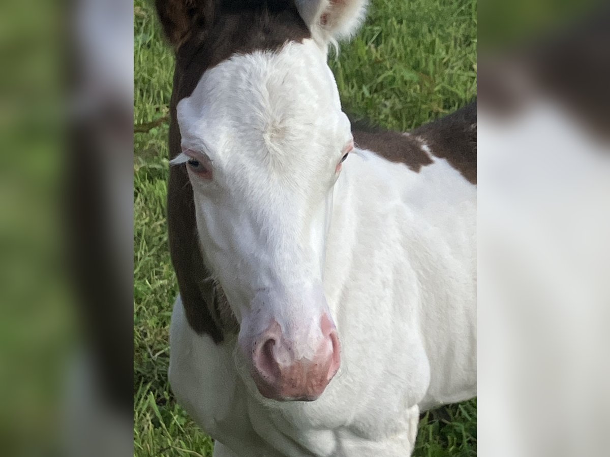 Paint Horse Stallion  14,3 hh Overo-all-colors in Sexcles