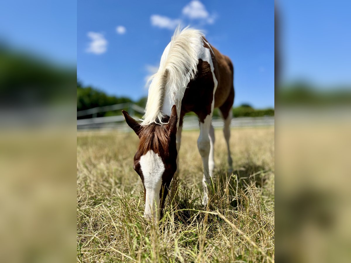 Paint Horse Stallion Foal (02/2025) 14,3 hh Tobiano-all-colors in Dormagen