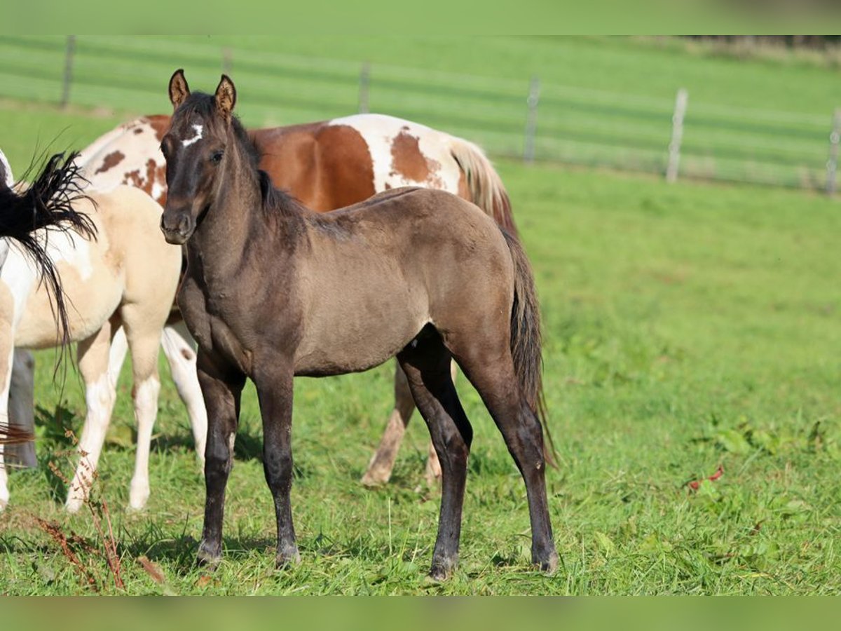 Paint Horse Stallion Foal (05/2023) 15 hh Grullo in Hellenthal
