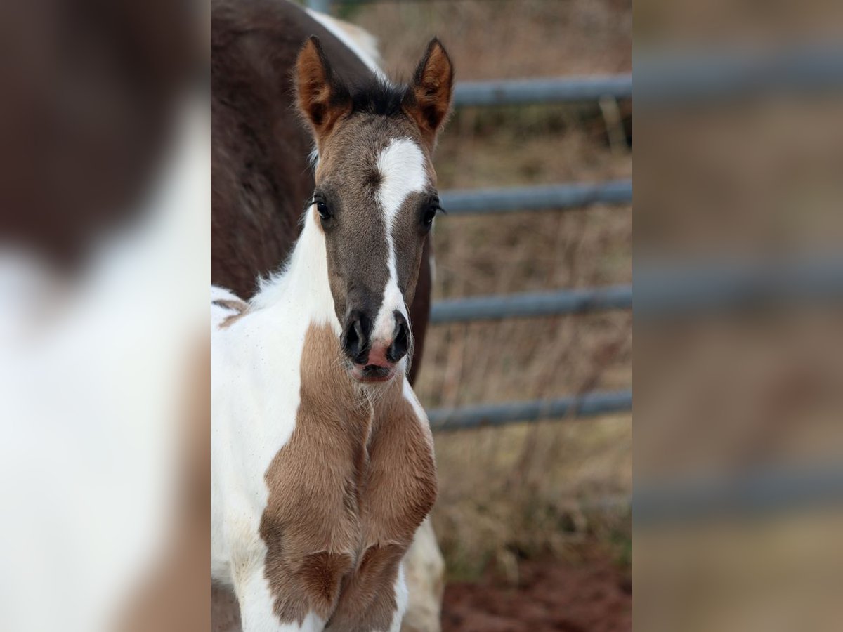 Paint Horse Stallion Foal (02/2024) 15 hh Grullo in Hellenthal