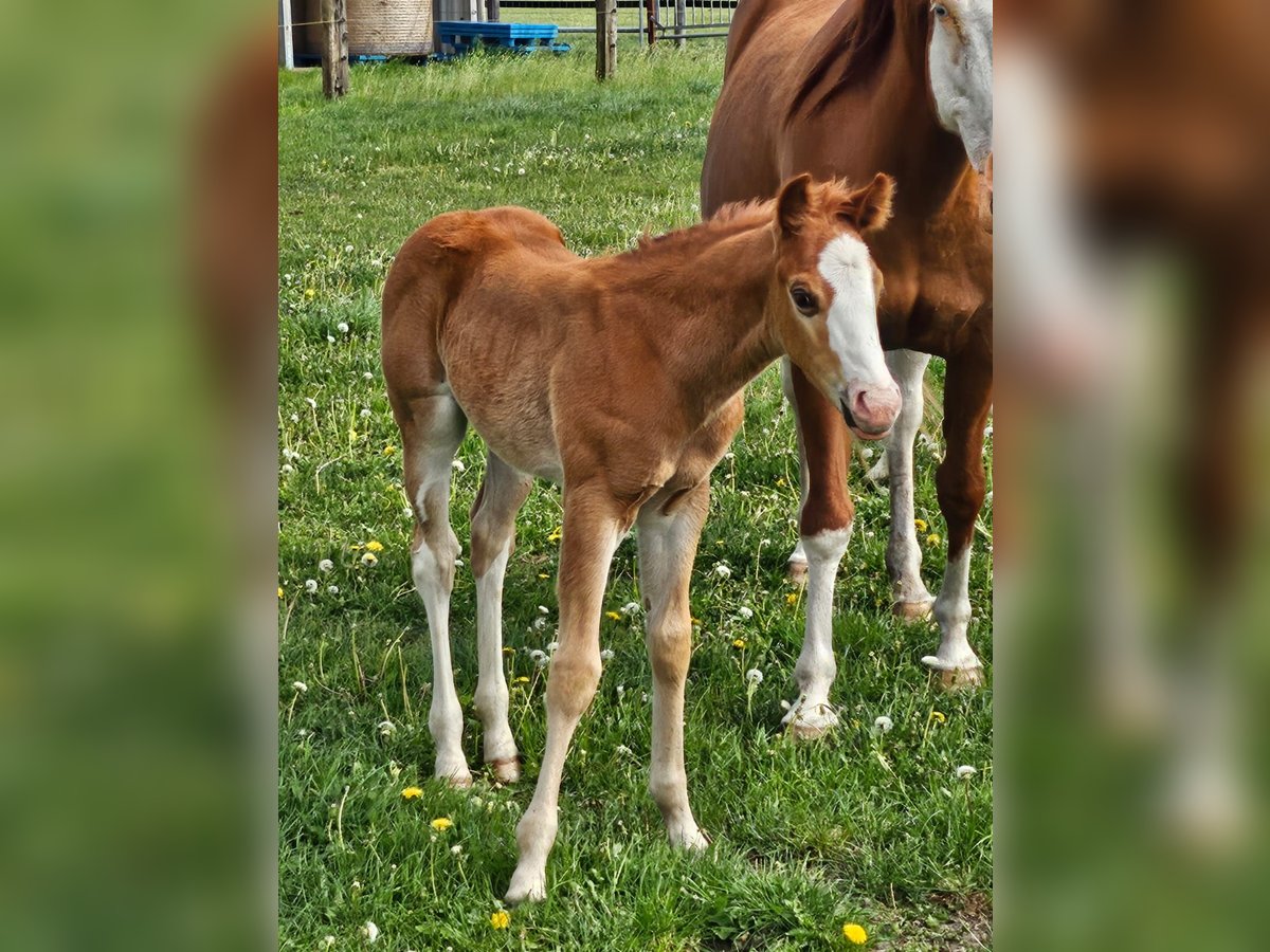 Paint Horse Stallion  15,1 hh Chestnut-Red in Barßel