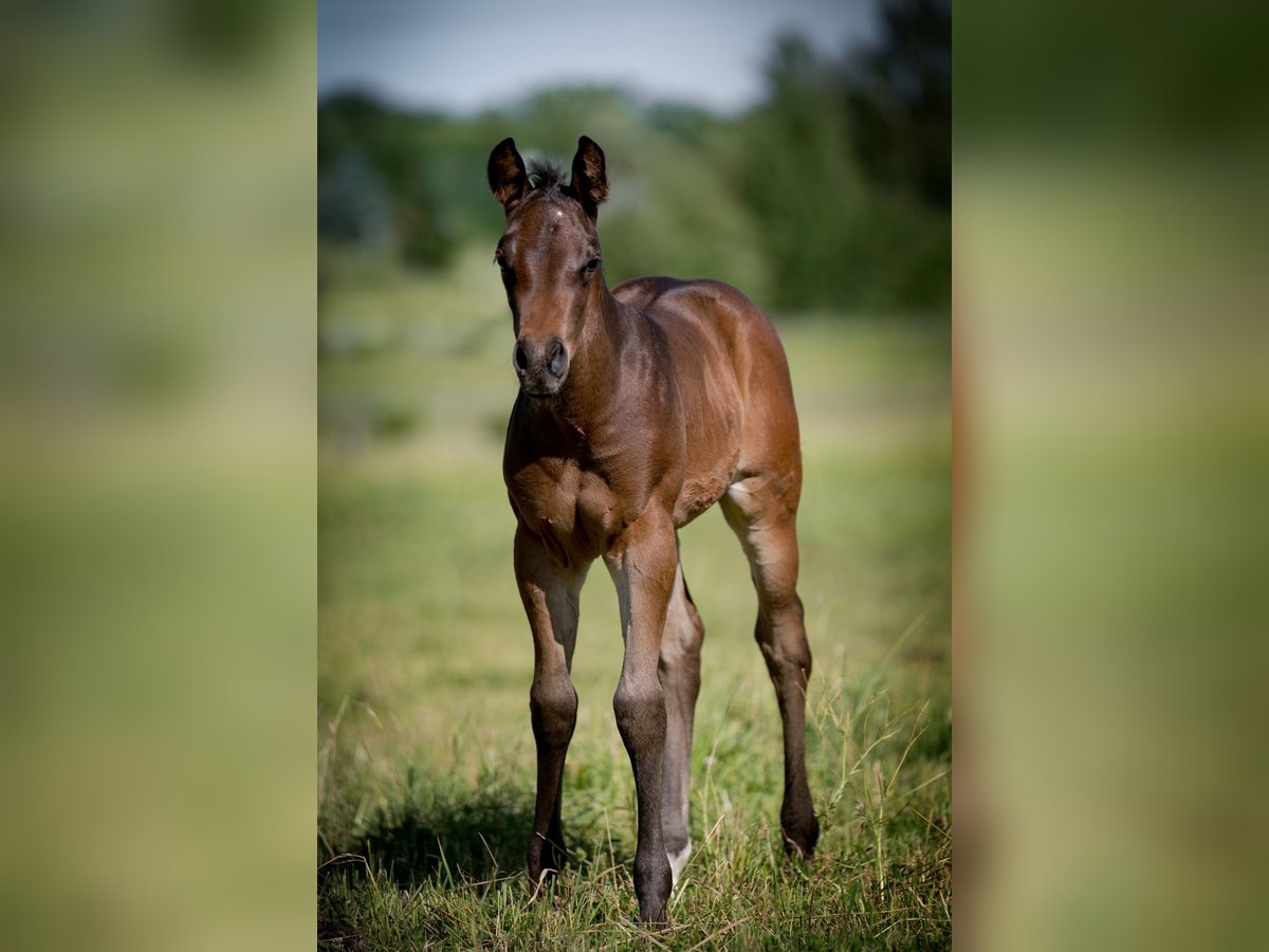 Paint Horse Stallion 15,2 hh Bay in Zakupy Paint Horse Stallion 15,2 hh Bay in Zakupy