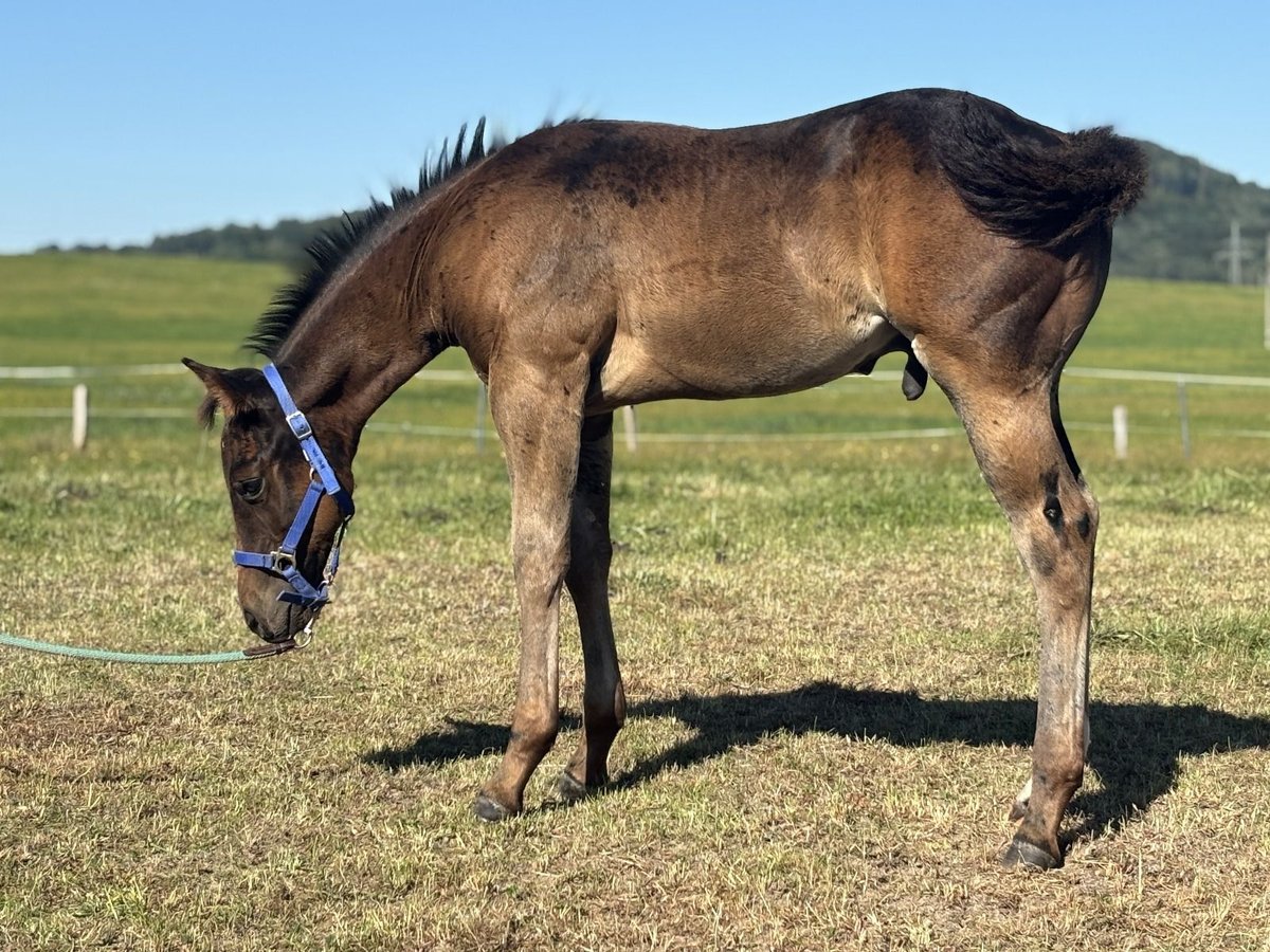 Paint Horse Stallion Foal (06/2025) 15,2 hh Bay in Zakupy
