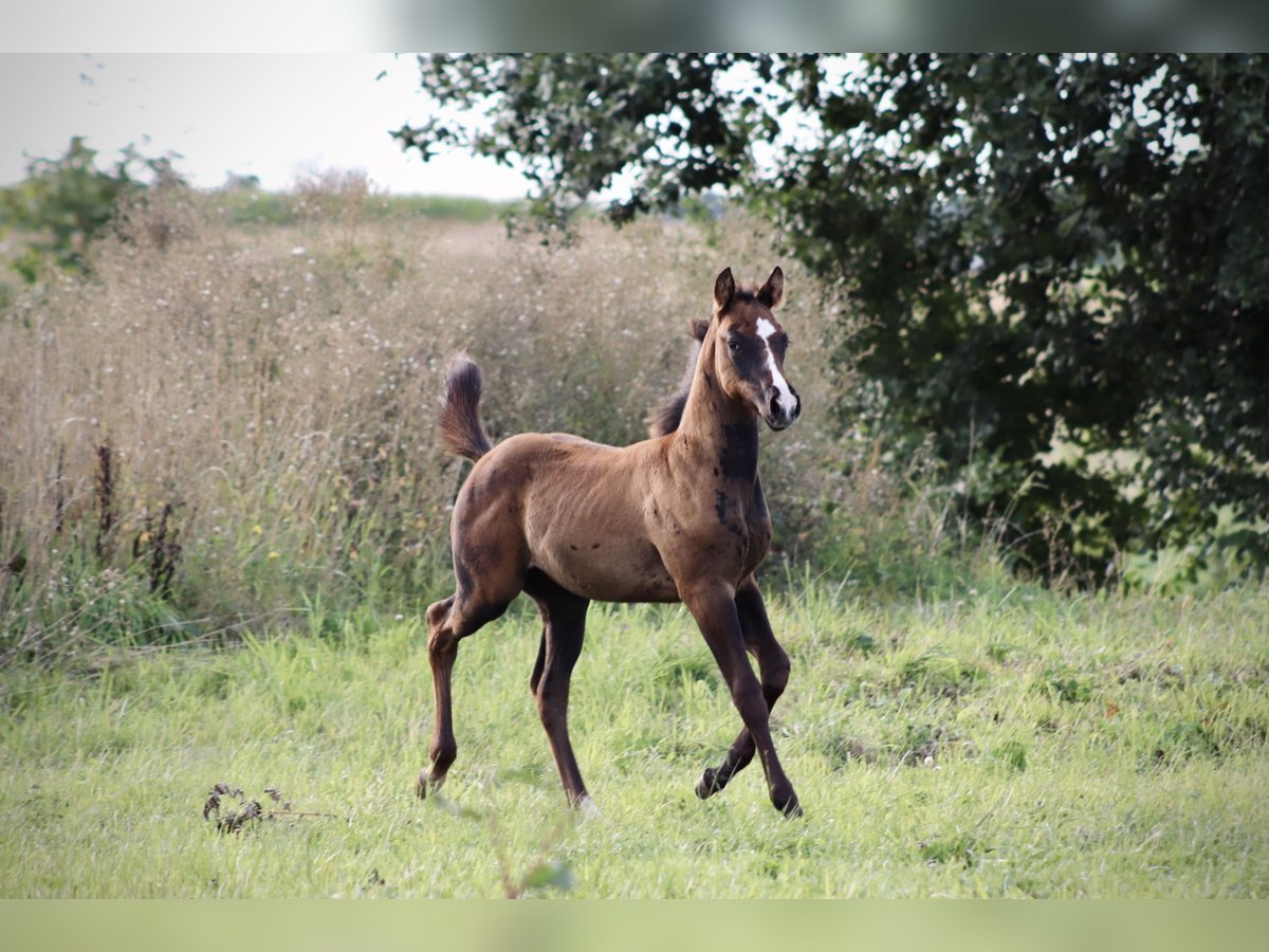 Paint Horse Mix Stallion Foal (07/2025) 16 hh Can be white in Dauchingen