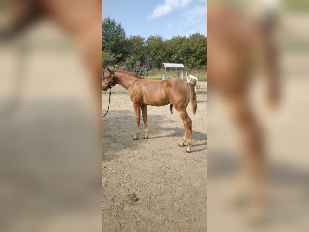 Paint Horse Stallion Foal (04/2024) in Incisa Scapaccino