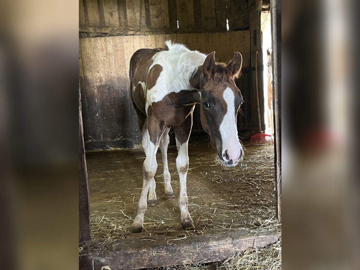 Paint Horse Stallion Foal (04/2025) Tobiano-all-colors in Arnstorf
