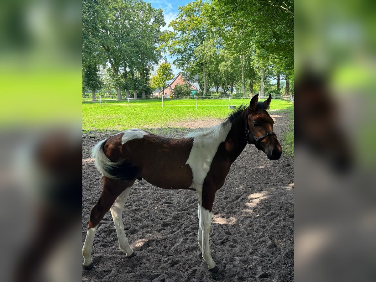 Paint Horse Mix Stallion Foal (05/2025) Tobiano-all-colors in Bar&#xDF;el