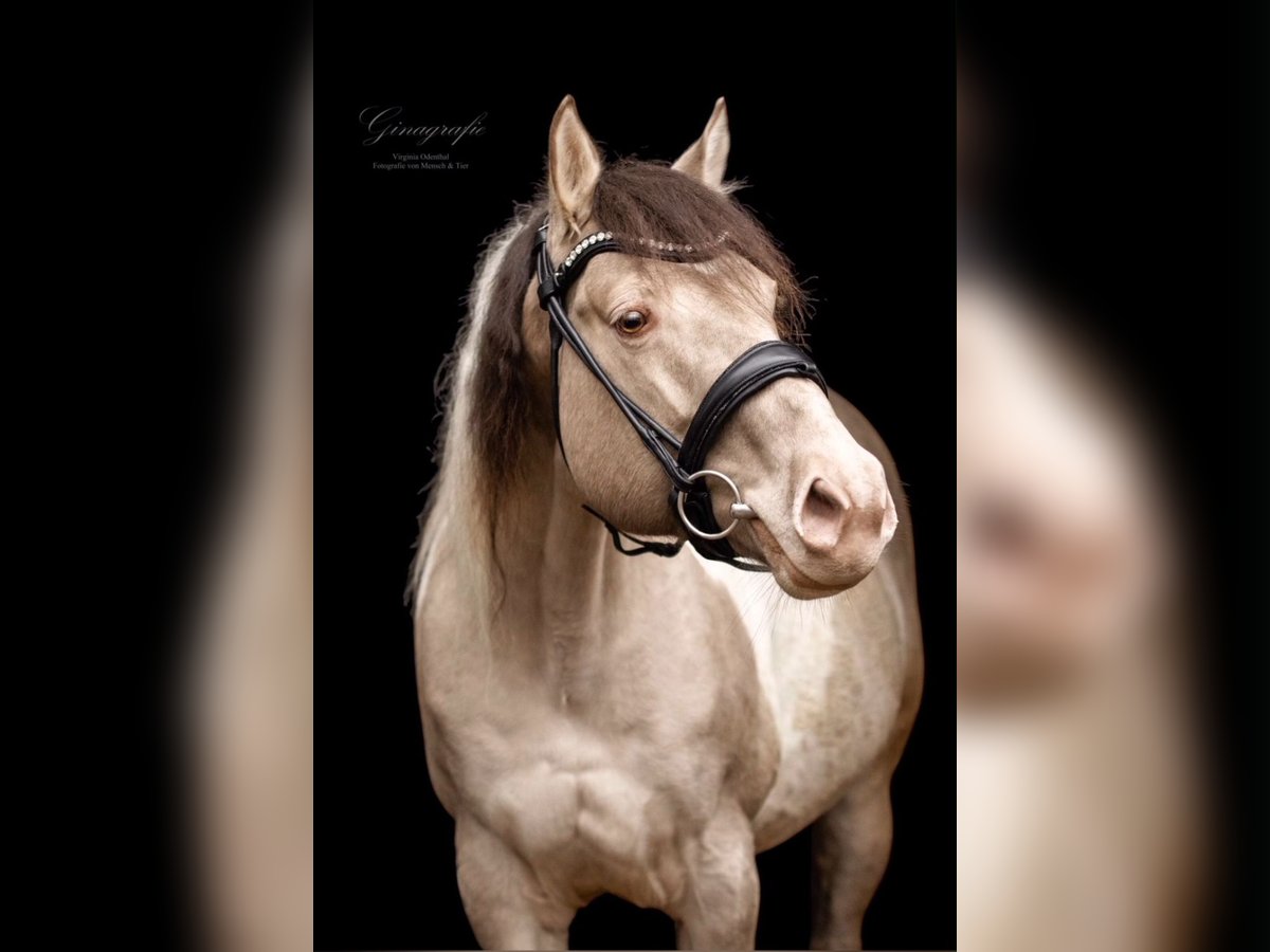 Paint Horse Stallion in Los Palacios Y Villafranca