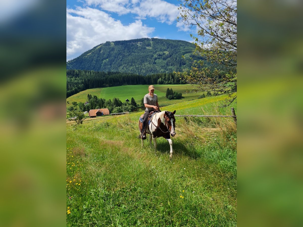Paint Horse Stallone 13 Anni 153 cm Tobiano-tutti i colori in Mariahof