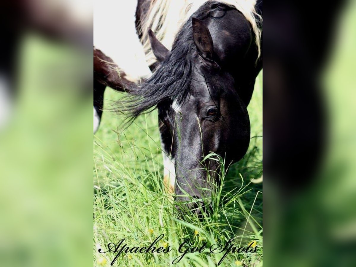 Paint Horse Stallone 15 Anni 154 cm Tobiano-tutti i colori in Reichenbach-Steegen