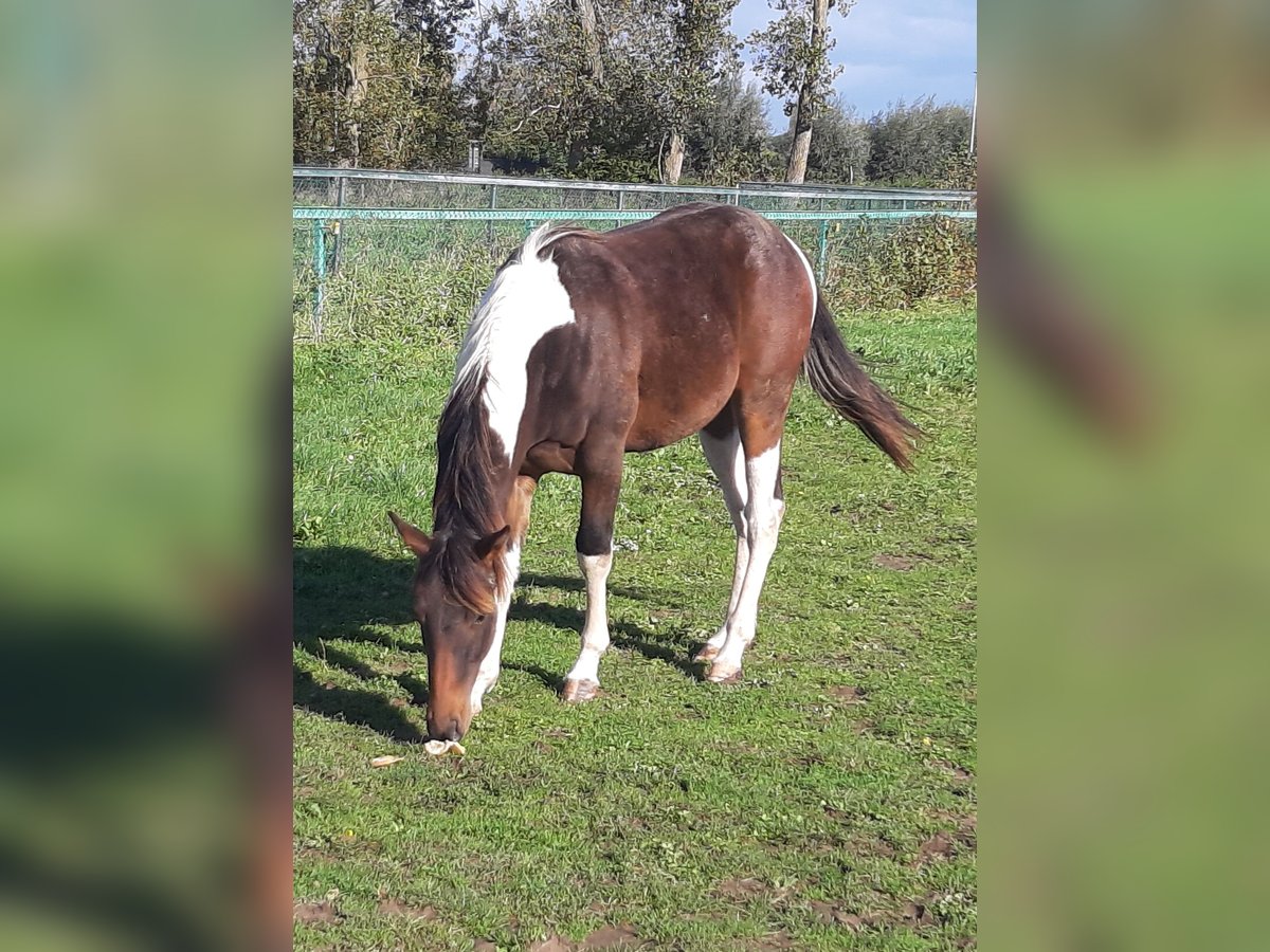 Paint Horse Stallone 2 Anni 145 cm Tobiano-tutti i colori in Gavere