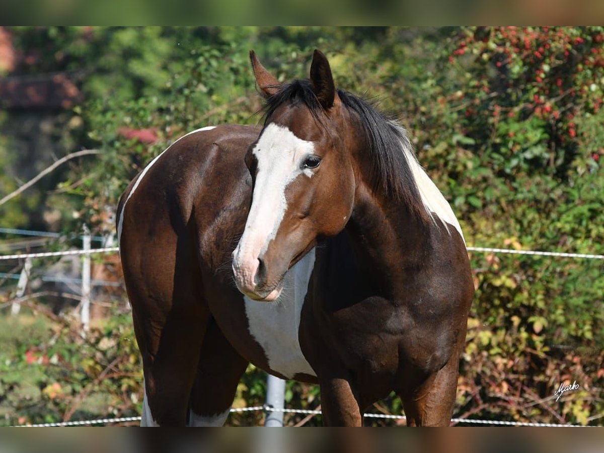 Paint Horse Stallone 2 Anni 145 cm Tobiano-tutti i colori in Bezdědice