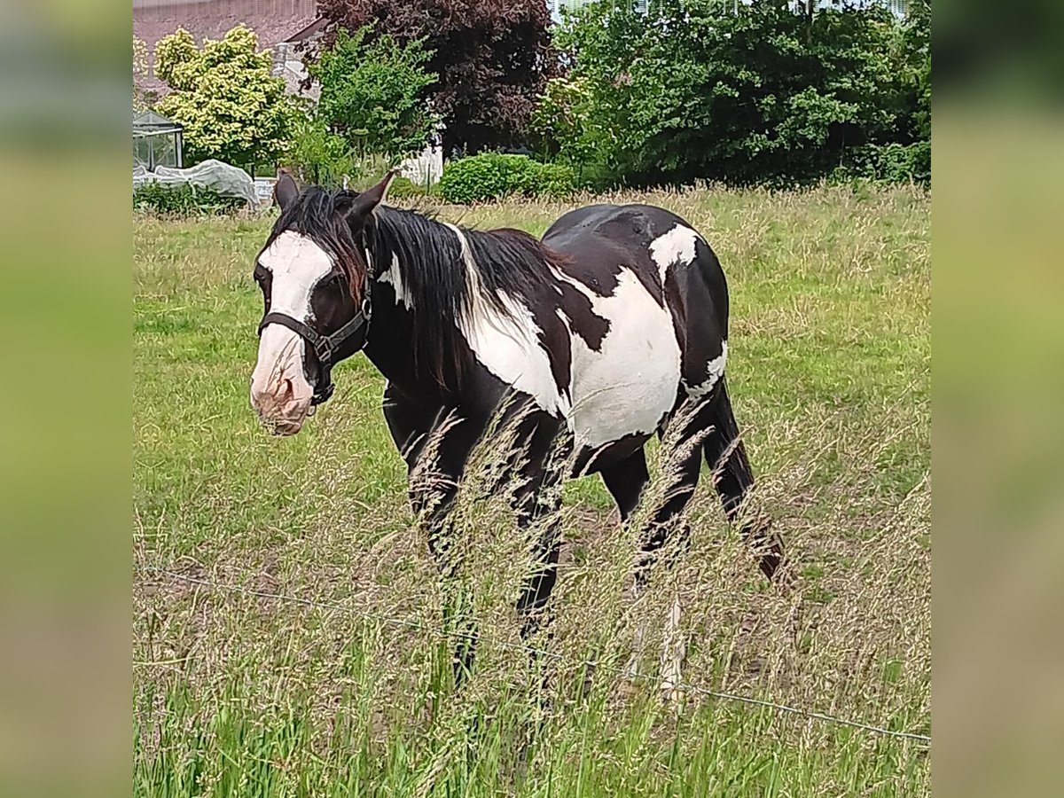 Paint Horse Stallone 2 Anni 150 cm Overo-tutti i colori in Zele