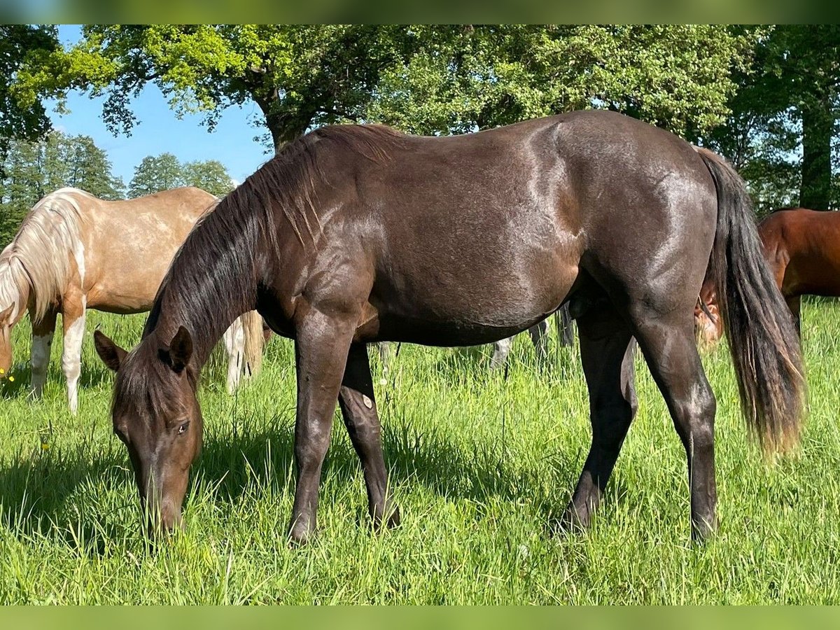 Paint Horse Stallone 2 Anni 150 cm Roano blu in Neustadt Dosse