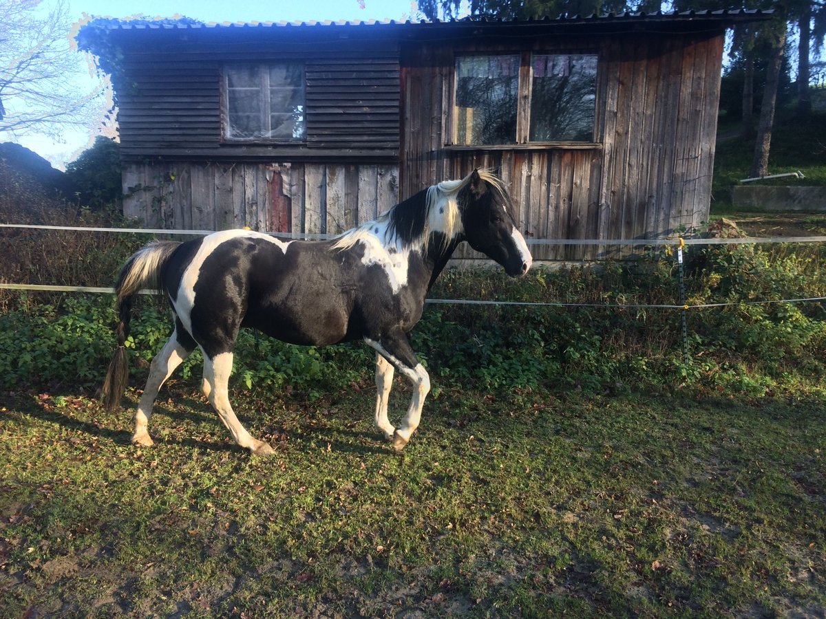 Paint Horse Stallone Pezzato in Heiligenhaus