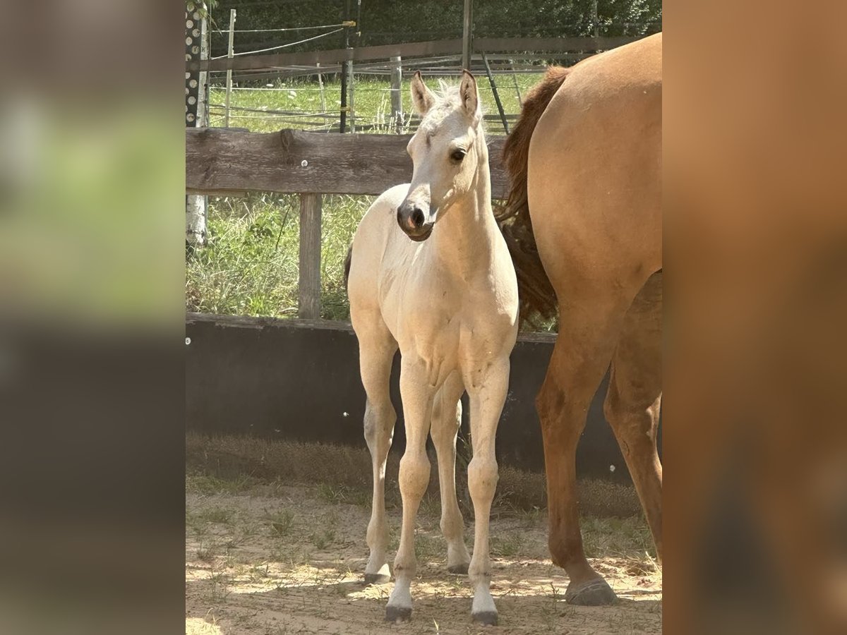 Paint Horse Stallone  145 cm Pelle di daino in Miltenberg