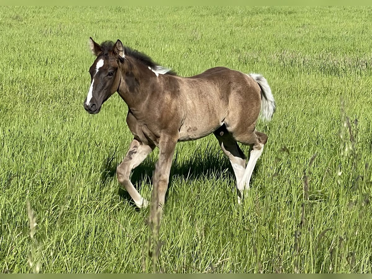 Paint Horse Stallone Puledri
 (04/2024) Pezzato in Gemünden