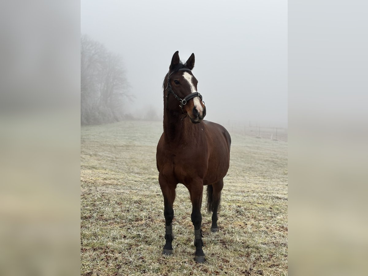 Paint Horse Stute 10 Jahre 152 cm Brauner in Ingelheim am Rhein
