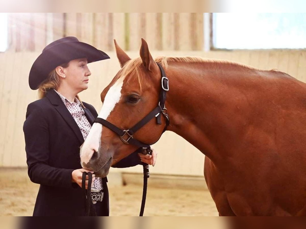 Paint Horse Stute 10 Jahre 157 cm Fuchs in AURACH AM HONGAR