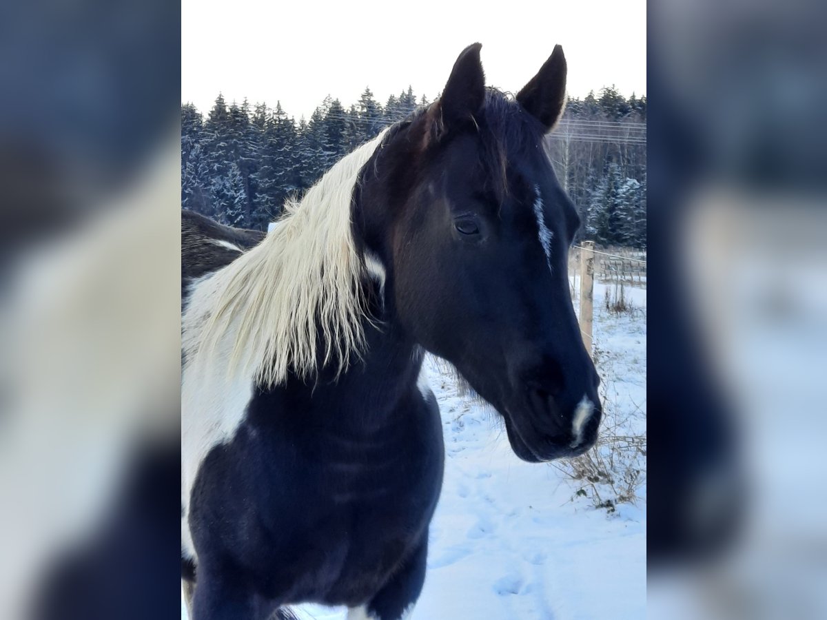 Paint Horse Stute 11 Jahre 150 cm Tobiano-alle-Farben in Elterlein