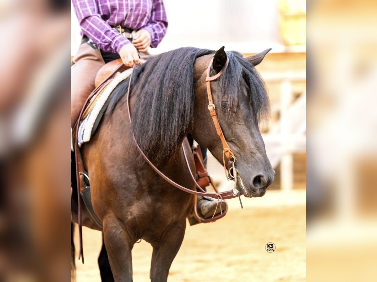 Paint Horse Mix Stute 11 Jahre 150 cm in Wiedergeltingen