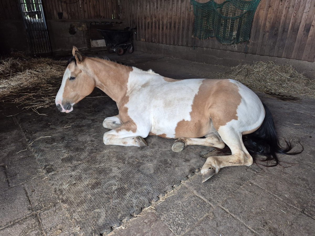 Paint Horse Stute 12 Jahre 149 cm Tobiano-alle-Farben in Rottenburg am Neckar