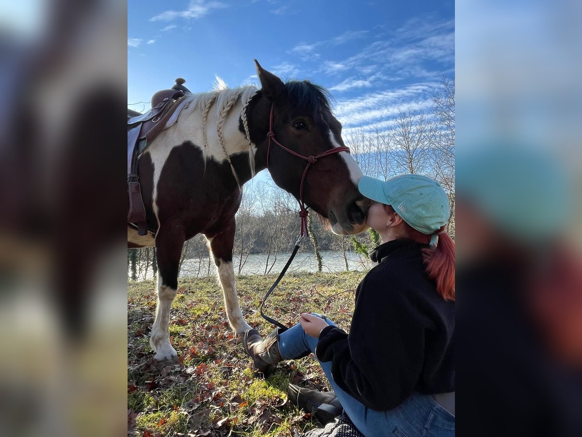 Paint Horse Stute 12 Jahre 150 cm Schecke in Neuenburg am Rhein