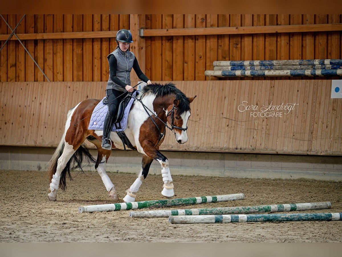 Paint Horse Mix Stute 12 Jahre 155 cm in M&#xFC;nchen