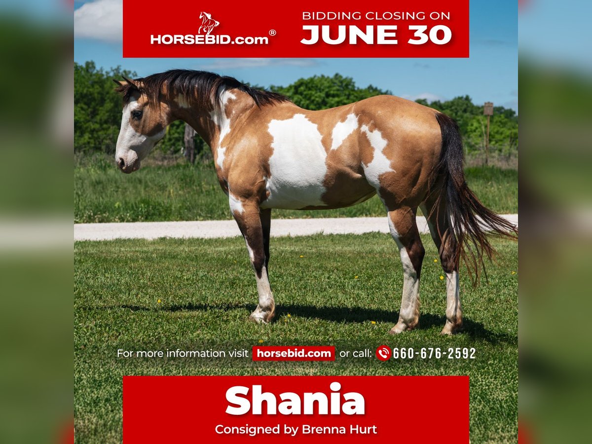 Paint Horse Stute 12 Jahre 155 cm Overo-alle-Farben in Macon, MO