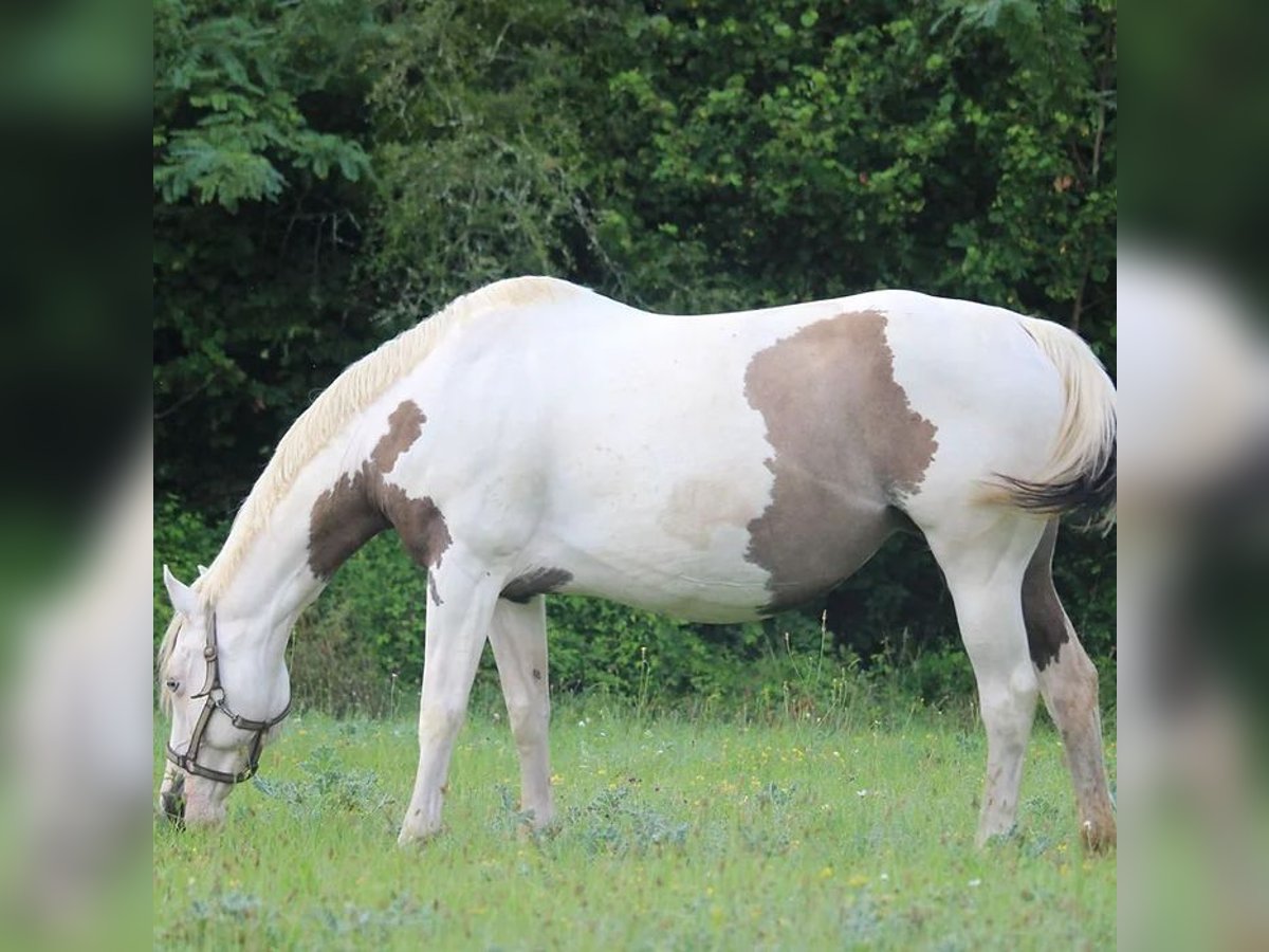 Paint Horse Stute 13 Jahre 155 cm Grullo in Castres-Gironde