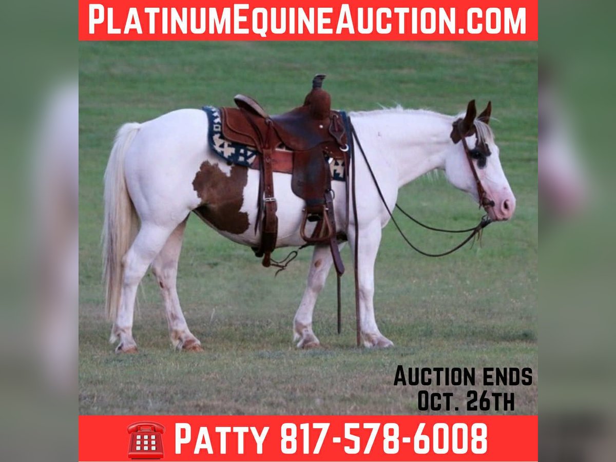 Paint Horse Stute 13 Jahre Tobiano-alle-Farben in Stephenville TX