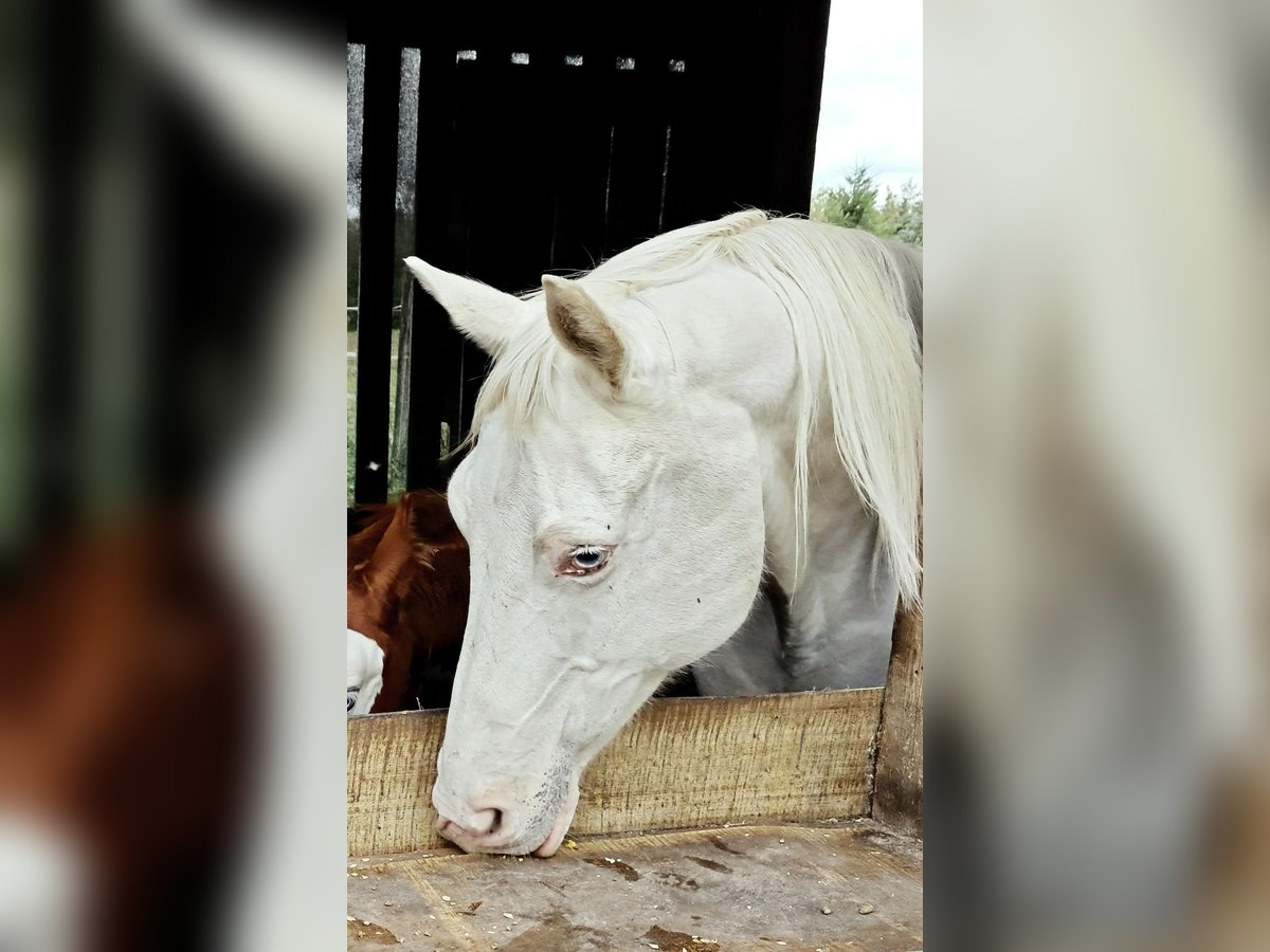 Paint Horse Stute 14 Jahre 150 cm Tovero-alle-Farben in Grafhorst