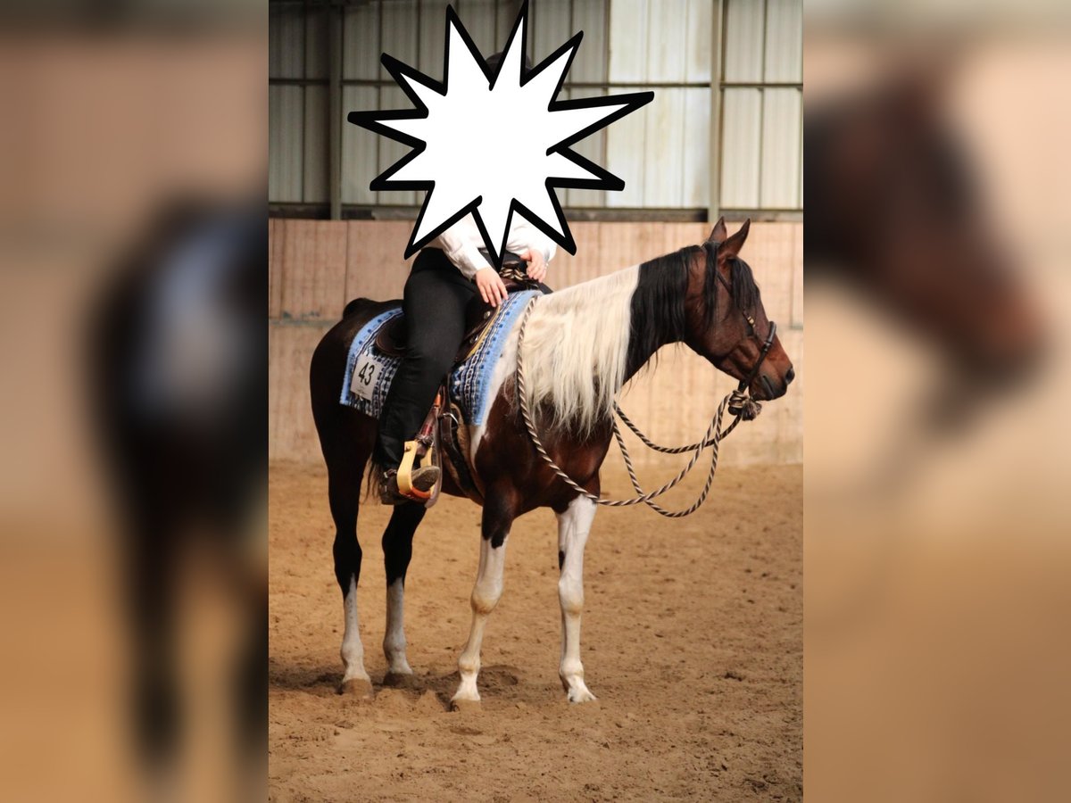 Paint Horse Mix Stute 14 Jahre 153 cm Schecke in Monzingen
