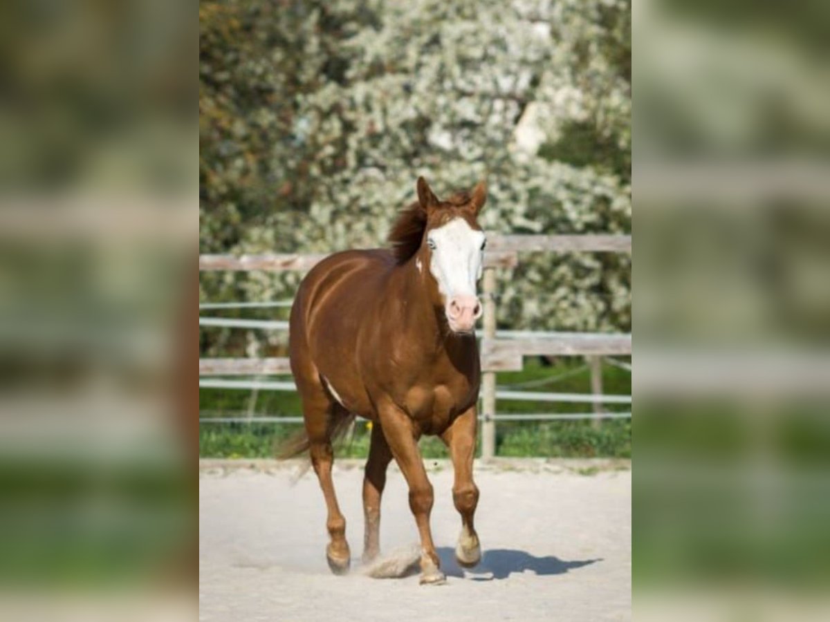Paint Horse Stute 15 Jahre 154 cm Overo-alle-Farben in Memmingen