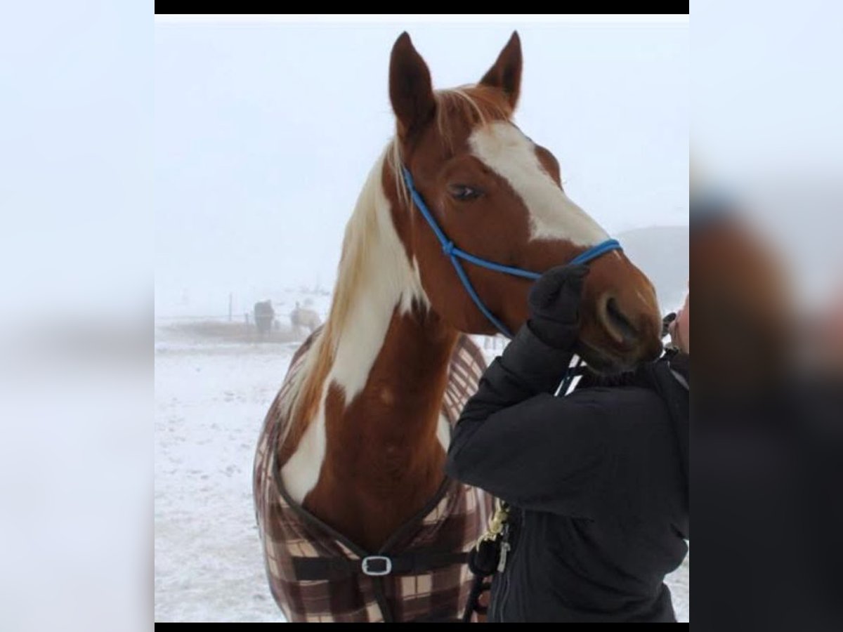 Paint Horse Stute 16 Jahre 145 cm Schecke in Velden
