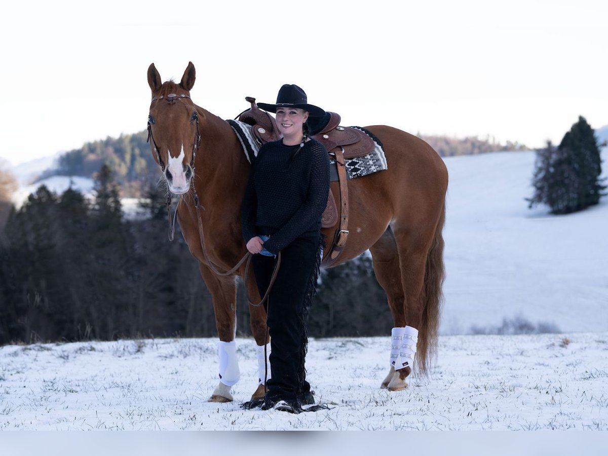Paint Horse Stute 17 Jahre 148 cm Fuchs in Grenchen