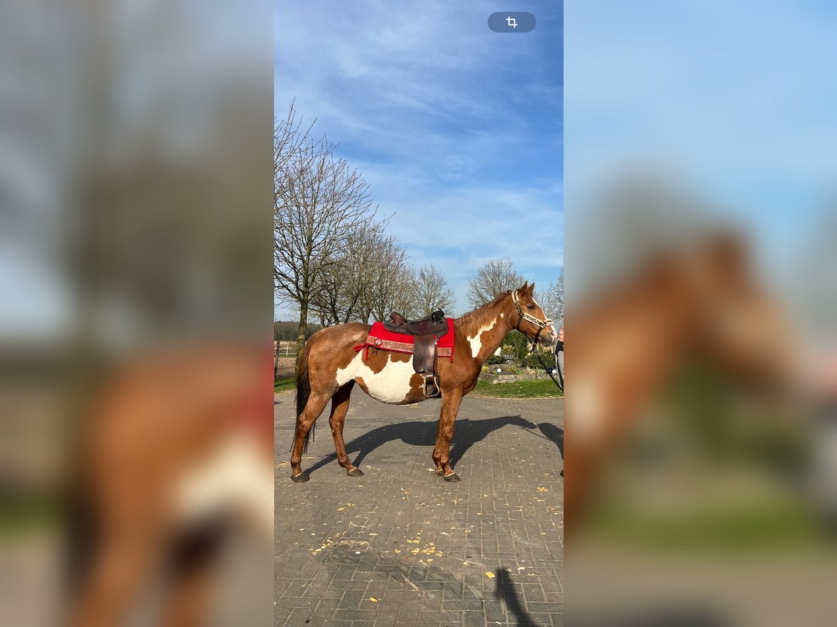 Paint Horse Stute 17 Jahre 152 cm Overo-alle-Farben in Bramsche