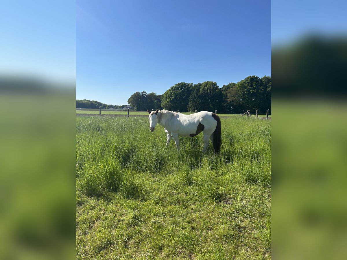 Paint Horse Stute 17 Jahre 152 cm Schecke in MeinerzhagenMeinerzhagen