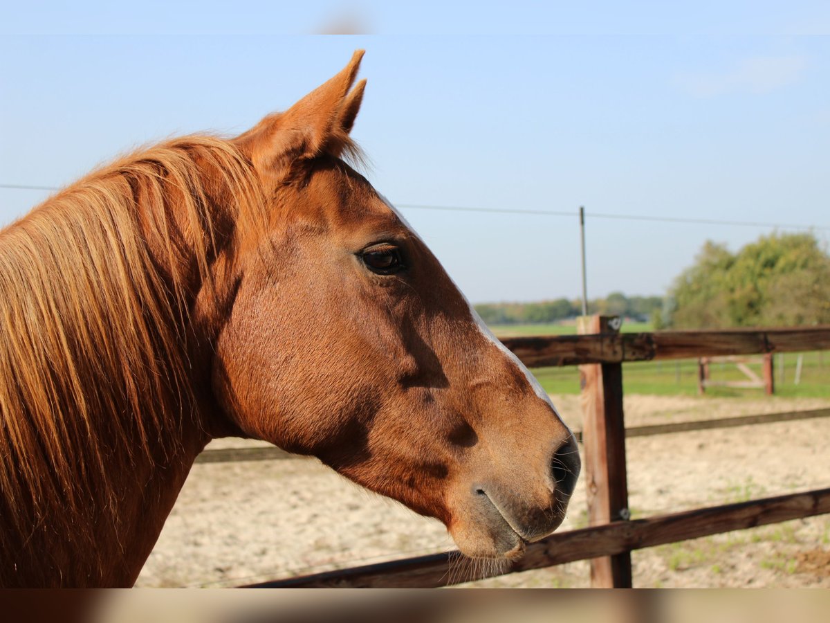 Paint Horse Stute 17 Jahre 155 cm Fuchs in Elburg