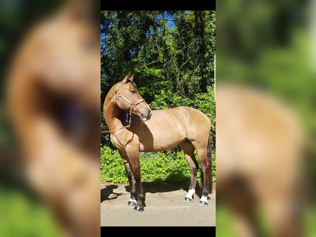 Paint Horse Mix Stute 19 Jahre 150 cm Buckskin in Fuhlendorf