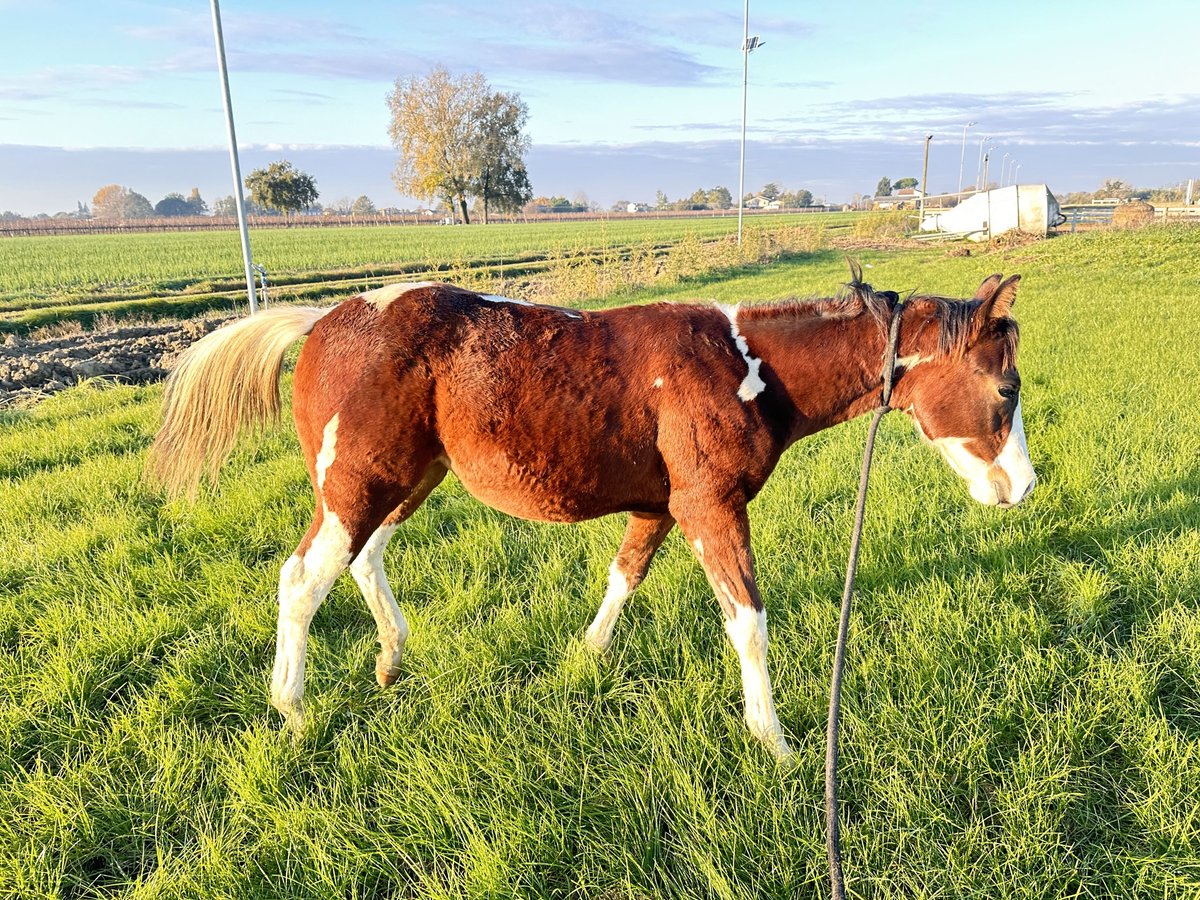 Paint Horse Stute 1 Jahr 140 cm Brauner in Forlì