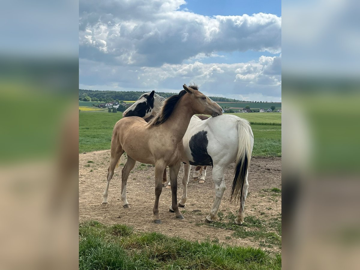 Paint Horse Mix Stute 1 Jahr 146 cm Champagne in Oberbachheim