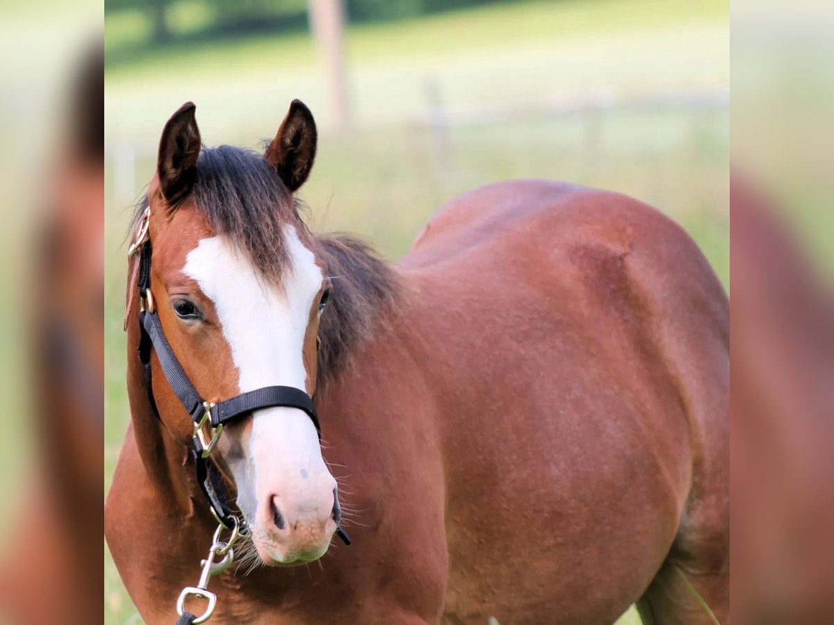 Paint Horse Stute 1 Jahr 150 cm Brauner in Neukirch/Lausitz