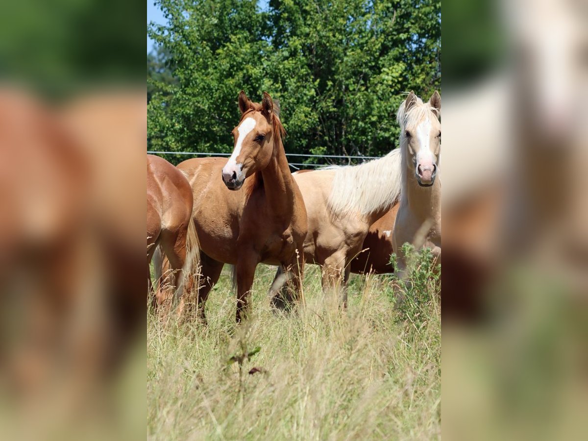 Paint Horse Stute 1 Jahr 150 cm Red Dun in Hellenthal