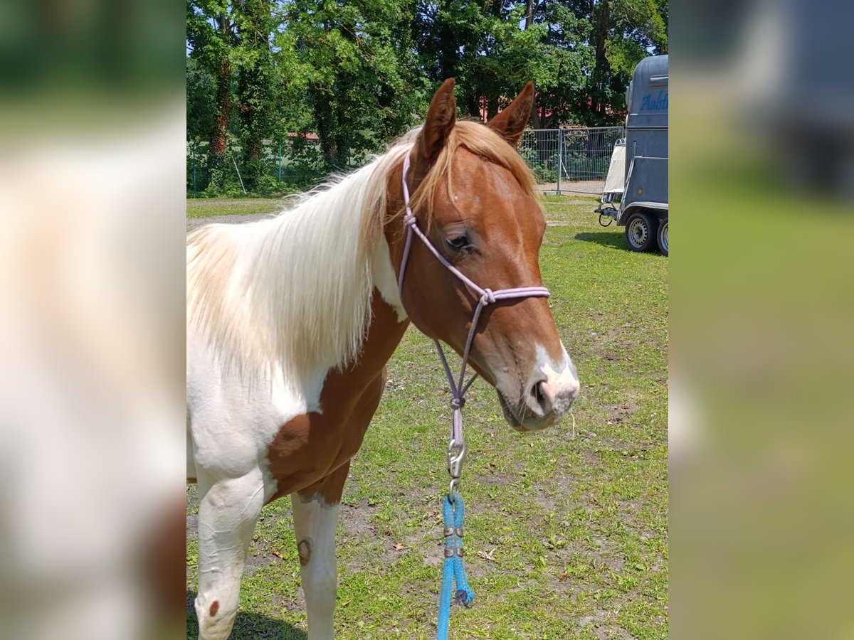 Paint Horse Stute 1 Jahr 150 cm Tobiano-alle-Farben in Weida