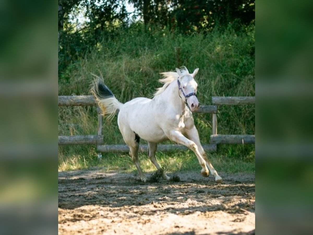 Paint Horse Stute 1 Jahr 152 cm in Danstedt